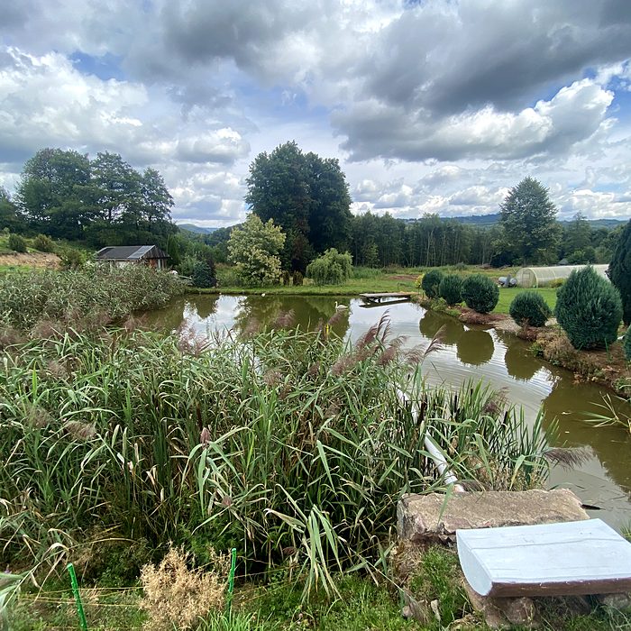 Staw otoczony trzcinami