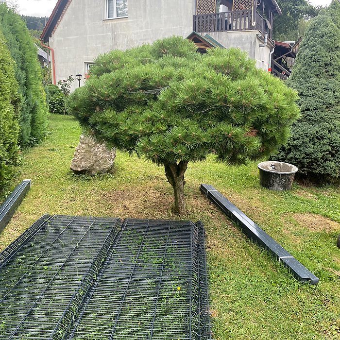 Formowana sosna w ogrodzie
